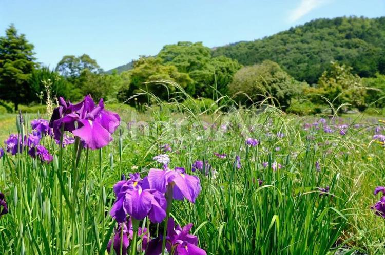 花しょうぶ　三ツ塚史跡公園 花しょうぶ,花菖蒲,ハナショウブの写真素材