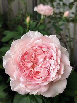 ベランダのバラ・ローブデコルテ バラ,薔薇,ローブデコルテの写真素材