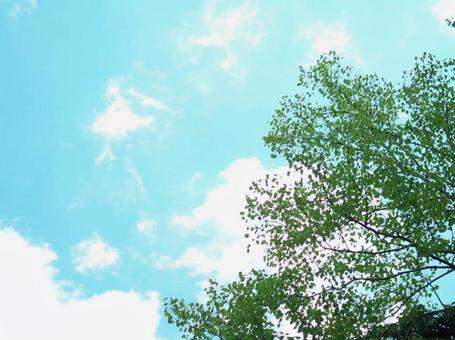 青空と木 青空と木の写真