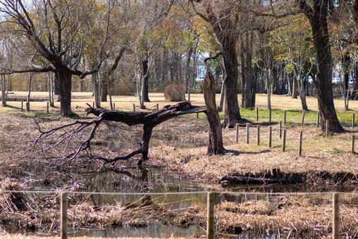 冬枯れの公園、水辺の静寂 冬,冬枯れ,公園の写真素材