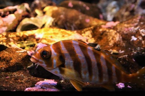 魚 魚の写真