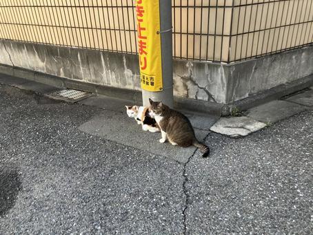 二匹の猫 二匹の猫の写真