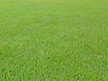 芝生 芝生 芝生,芝,パターンの写真素材