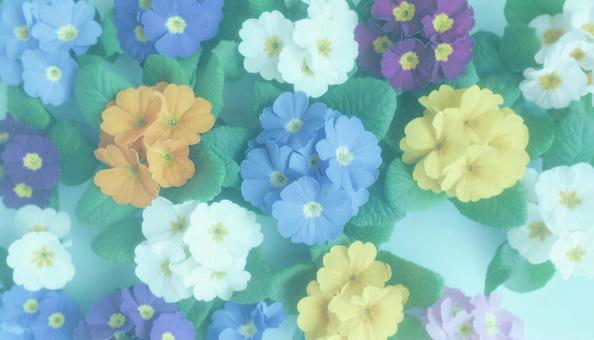 秋から春の花 プリムラ 秋から春の花 プリムラの写真