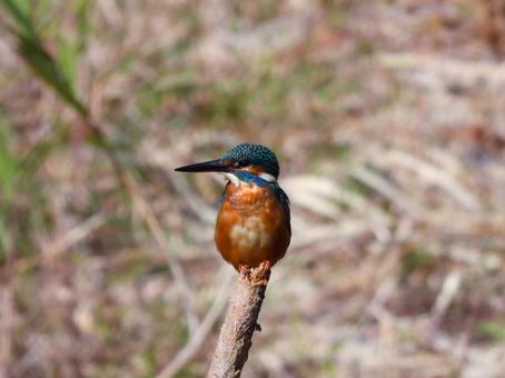 岸に建てられた枯れ枝にとまるカワセミ カワセミ,鳥,鳥類の写真素材