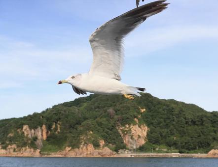 ウミネコ 笹川流れに舞う ウミネコ 笹川流れに舞う ウミネコ,海猫,鳥の写真素材