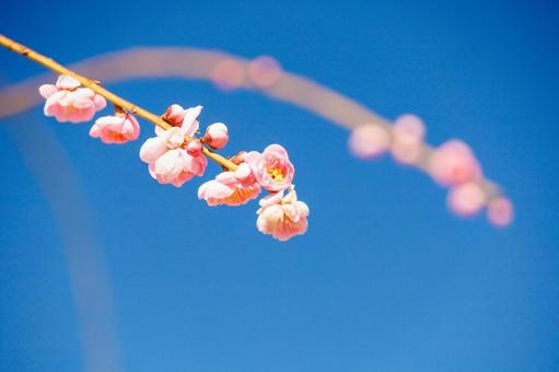 青空に映える満開の枝垂れ梅 梅,迎春,梅の花の写真素材
