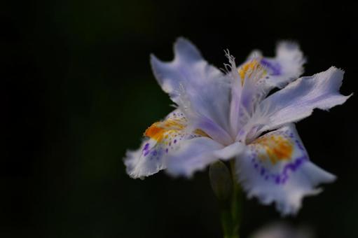 シャガの花の写真