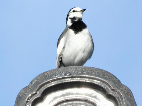 屋根の上にとまるハクセキレイ 鳥,野鳥,ハクセキレイの写真素材