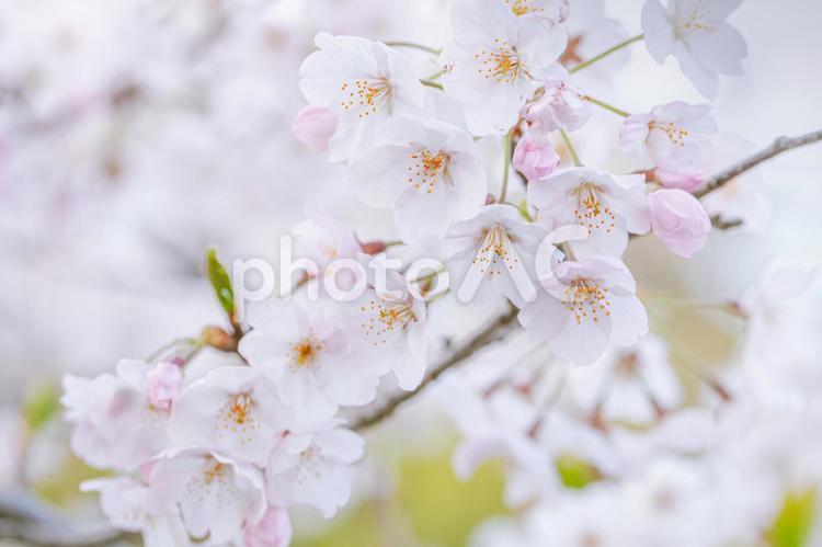 満開の桜の花/サクラ/さくら 桜,サクラ,春の写真素材