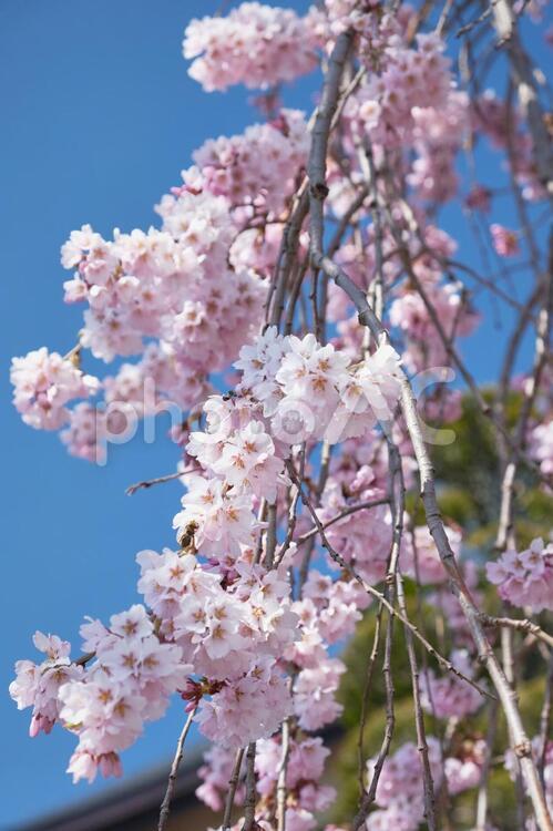 青空と枝垂れ桜 春,植物,樹木の写真素材