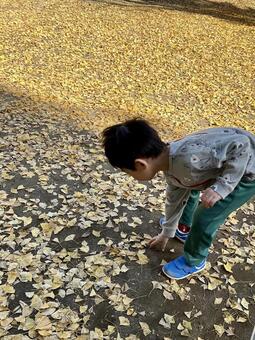 イチョウの葉を拾おうとする子ども イチョウ,銀杏,黄葉の写真素材