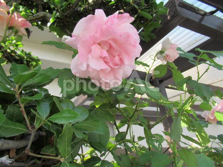 近所の家の　ピンク色のバラ 5月,春,ピンク色のバラの写真素材