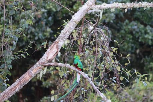 ケツァール　コスタリカ　鳥　鳥類　幻の鳥 ケツァール,コスタリカ,世界一美しい鳥の写真素材