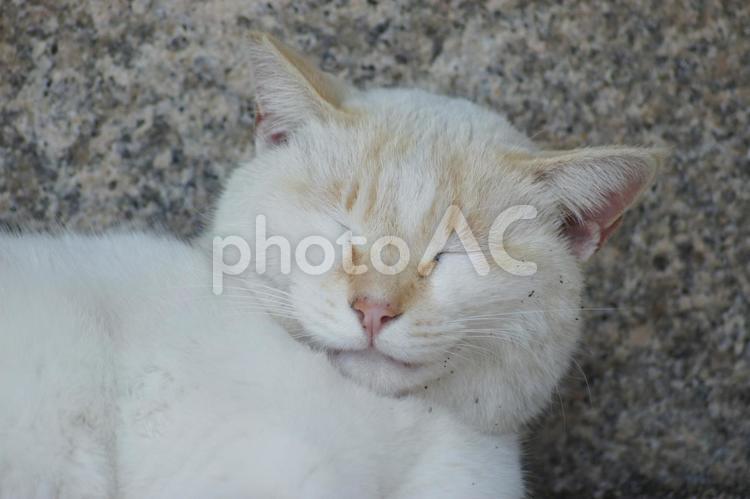 ネコ 猫,ねこ,箱座りの写真素材