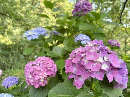 Blue and purple hydrangeas, JPG Blue and purple hydrangeas, JPG