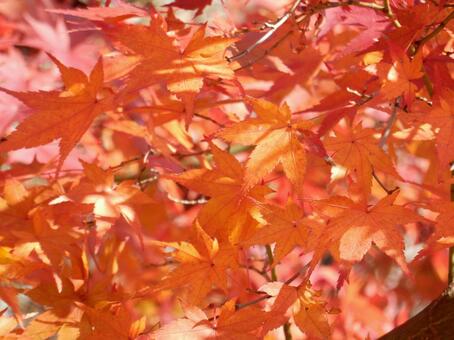 【紅葉写真】美しい紅葉風景 モミジ,紅葉,晩秋の写真素材