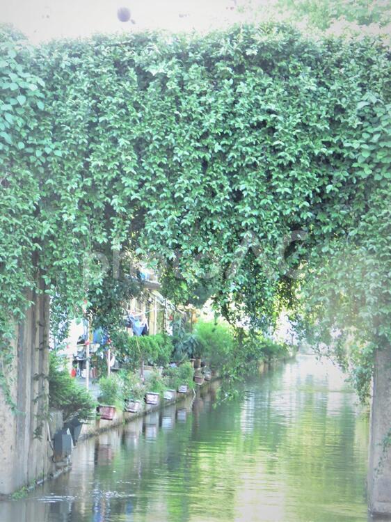 蔦のある風景　河 中国,蔦,緑のある景色の写真素材