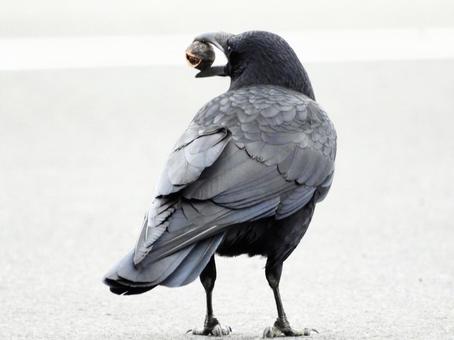 クルミを咥えるカラス クルミを咥えるカラスの写真