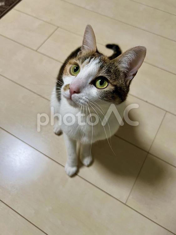 何かを期待している猫 猫,ねこ,ネコの写真素材