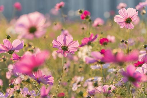 鹿室のコスモス畑 10月,秋,ピンクの写真素材