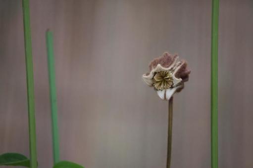 ロバナハンショウヅルの花のアップ ロバナハンショウヅルの花のアップの写真