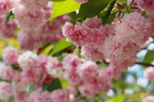 きれいな八重桜 きれいな八重桜の写真