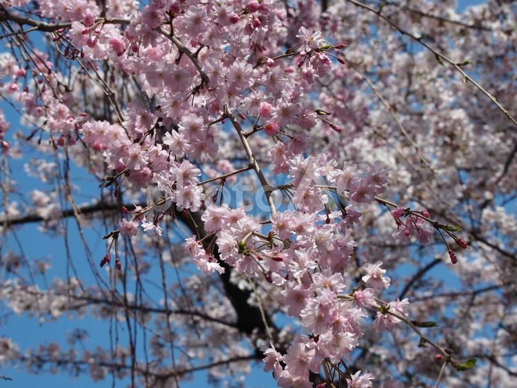山梨の桜 春,自然,桜の写真素材
