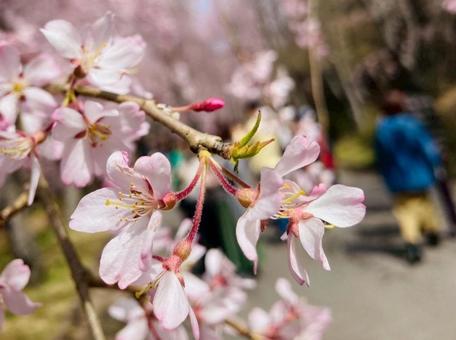 cherry blossoms, JPG cherry blossoms, JPG