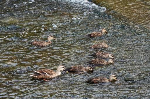 2週間後のカルガモファミリー2 2週間後のカルガモファミリー2 生き物,動画,鳥の写真素材
