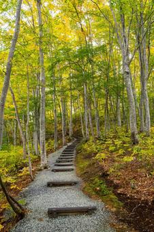 森の紅葉⑷ 森,木々,紅葉の写真素材