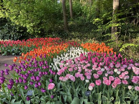 キューケンホフ公園 キューケンホフ,チューリップ,アムステルダムの写真素材