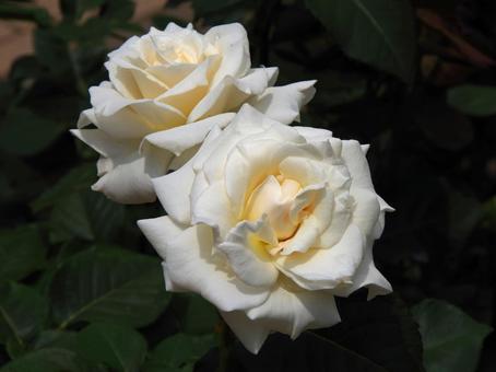 バラ 'パスカリ' バラ,パスカリ,薔薇の写真素材