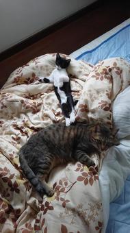 ネコキック!! ネコキック!! 猫,ペット,動物の写真素材