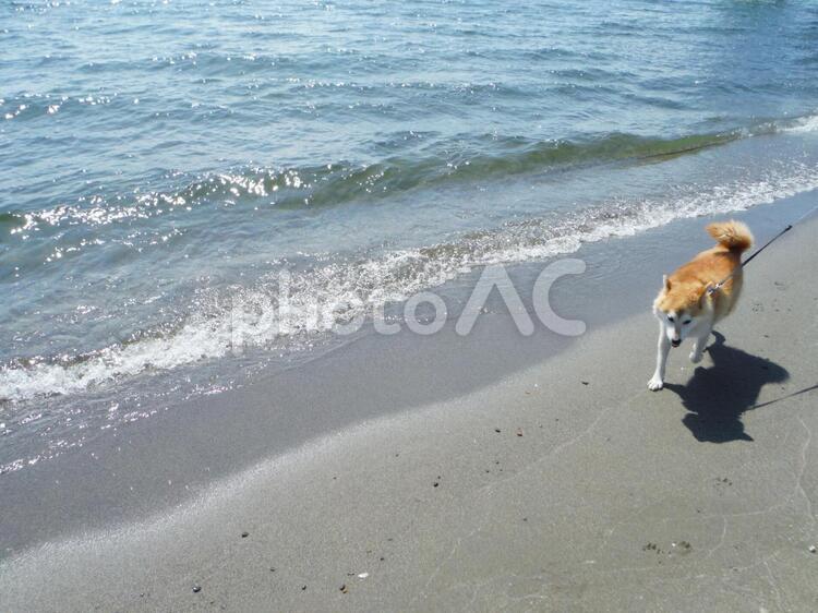 琵琶湖と柴犬 柴犬,琵琶湖,びわこの写真素材