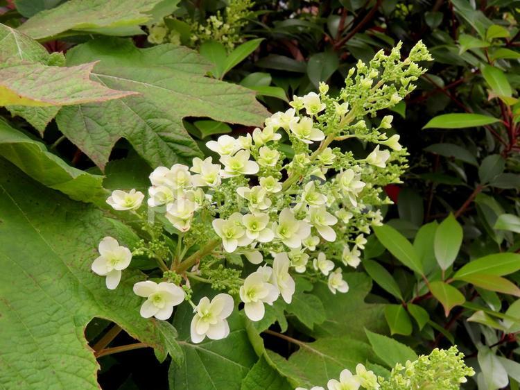 カシワバアジサイ　蕾 カシワバアジサイ,蕾,花の写真素材