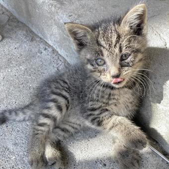 子猫 子猫の写真
