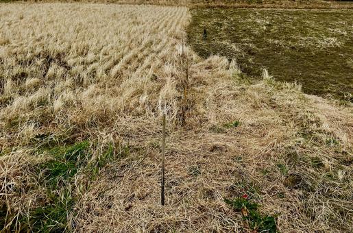 稲刈り後の田んぼ 稲刈り後の田んぼの写真