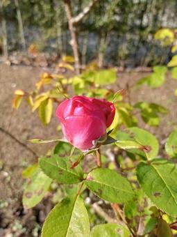 薔薇の蕾の写真