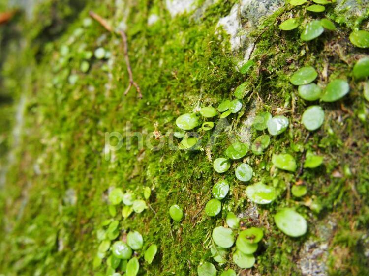 自然の中の植物の写真でう 花,苔,植物の写真素材