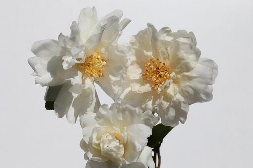 油茶の花 ユチャの花,つばき科,冬期の写真素材