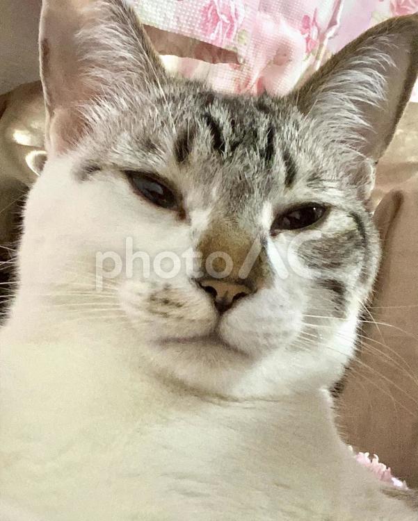 まどろみフェイスのシャムミックス猫さん 猫,シャムトラ,アップの写真素材