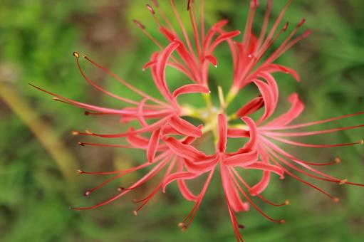 曼殊沙華の写真