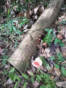 赤いきのこ 秋,森,落ち葉の写真素材