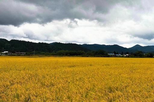 2025年9月の里山37 田んぼ,水田,稲作の写真素材