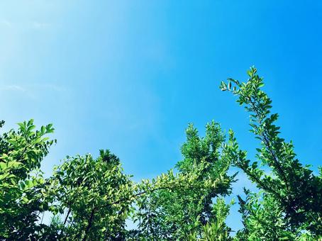 Beautiful blue sky and leaves, June, JPG