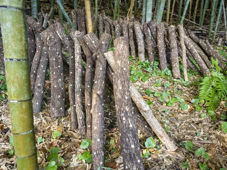 竹林に並ぶ椎茸のほだ木 竹林に並ぶ椎茸のほだ木の写真