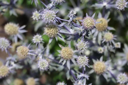 エリンジウムの花がたくさん咲く花壇 エリンジウムの花がたくさん咲く花壇の写真