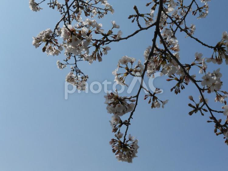 青空と桜　 青空,桜,サクラの写真素材