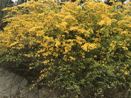 黄色い花 黄色い花の写真